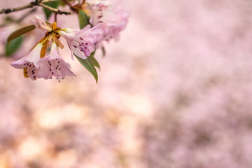 Fototapeta premium Pink Blossom Background