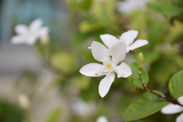 white flower in garden