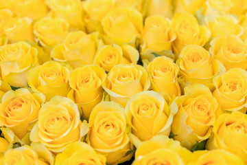 Fresh yellow roses background. A huge bouquet of flowers. The best gift for women