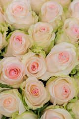 Beige roses background. White roses horizontal seamless pattern. White roses arrangement. vertical photo