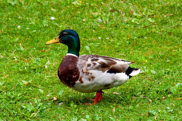 duck standing on grass