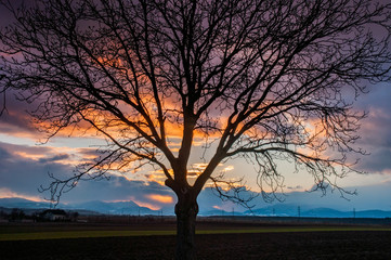 Fototapeta na wymiar tree infront of a sunset