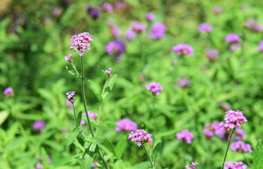 Colorful flowers in nature. flowers in the garden Blooming in the Formal Garden. 