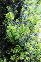Yew tree. Growing branches with young green needles.
