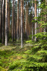 Fototapeta premium Pine forest in spring.