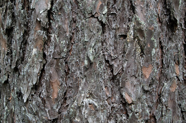 Bark pine close-up