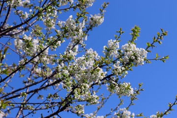 Cherry tree in white flowers.  Blossoming cherry tree branch.