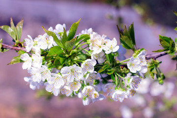 Cherry tree in white flowers.  Blossoming cherry tree branch. Blossoming spring time.
