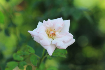 White rose flower with soft background