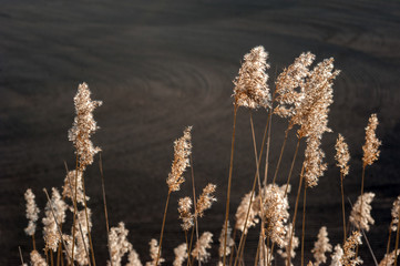 patterns on arable soil land in the field near cane early spring time