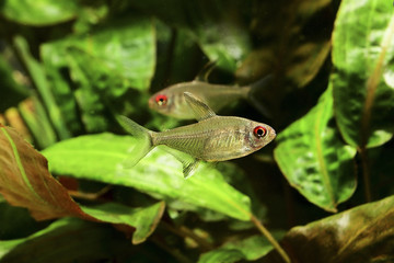 Hyphessobrycon pulchripinnis - Aquarium fish lemon lemon and green leaves.
