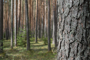 Obraz premium Pine forest in spring.
