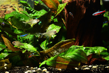 Hyphessobrycon pulchripinnis - Aquarium fish lemon lemon and green leaves.