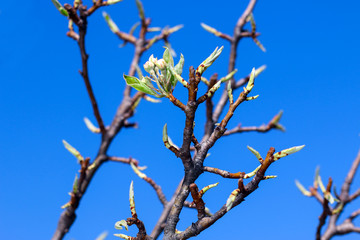 Green buds on tree branches in spring. Blooming in spring time. 