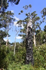 Fototapeta premium Verkohlter Baumstumpf im Grampians-Nationalpark in Australien