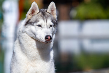 A mature Siberian husky female dog is sitting near a big pool. The background is blue. A bitch has grey and white fur and blue eyes. She looks forward.