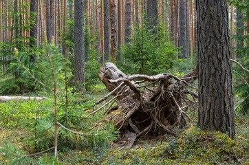 Pine forest in spring.