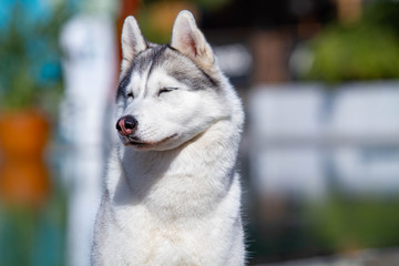 A mature Siberian husky female dog is sitting near a big pool. The background is blue. A bitch has grey and white fur and blue eyes. She looks forward.