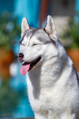 A mature Siberian husky female dog is sitting near a big pool. The background is blue. A bitch has grey and white fur and blue eyes. She looks forward.