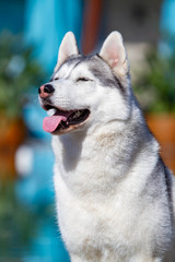 A mature Siberian husky female dog is sitting near a big pool. The background is blue. A bitch has grey and white fur and blue eyes. She looks forward.