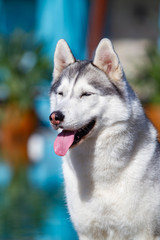 A mature Siberian husky female dog is sitting near a big pool. The background is blue. A bitch has grey and white fur and blue eyes. She looks forward.
