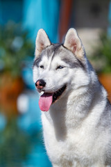 A mature Siberian husky female dog is sitting near a big pool. The background is blue. A bitch has grey and white fur and blue eyes. She looks forward.
