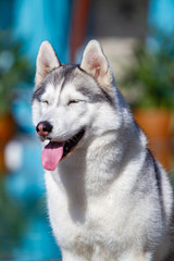 A mature Siberian husky female dog is sitting near a big pool. The background is blue. A bitch has grey and white fur and blue eyes. She looks forward.
