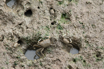 Crab in mangrove forest .