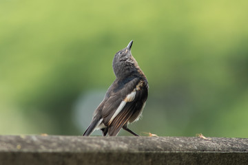 Close up bird on wall.