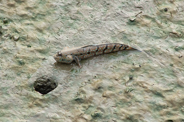 Mudskipper in mangrove forest .