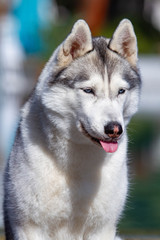 A mature Siberian husky female dog is sitting near a big pool. The background is blue. A bitch has grey and white fur and blue eyes. She looks forward.