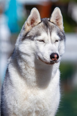 A mature Siberian husky female dog is sitting near a big pool. The background is blue. A bitch has grey and white fur and blue eyes. She looks forward.