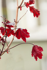 red maple leaf on a light background