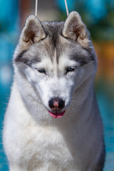 A mature Siberian husky female dog is sitting near a big pool. The background is blue. A bitch has grey and white fur and blue eyes. She looks forward.