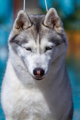 A mature Siberian husky female dog is sitting near a big pool. The background is blue. A bitch has grey and white fur and blue eyes. She looks forward.