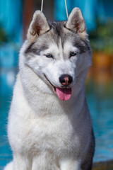 A mature Siberian husky female dog is sitting near a big pool. The background is blue. A bitch has grey and white fur and blue eyes. She looks forward.