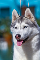 A mature Siberian husky female dog is sitting near a big pool. The background is blue. A bitch has grey and white fur and blue eyes. She looks forward.