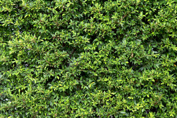 Green tree wall background. Green leaf background.