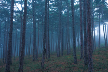 misty forest in the morning 