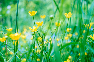Beautiful flowering summer abstract background. Yellow flowers blooming in the meadow toning. Floral backgroung