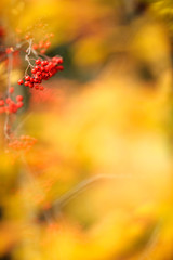 Red Rowanberries and yellow leaves in autumn