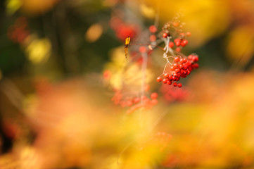 Red Rowanberries and yellow leaves in autumn