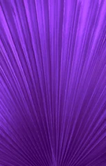 Printed kitchen splashbacks purple Background of a Big tropical jungle leaves