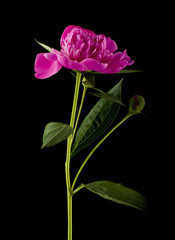 Obraz premium Peonies flowers isolated on black background