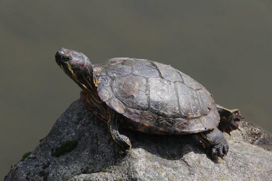 Turtle on a rock next to a pond