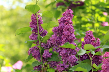Beautiful blooming spring lilac on a blurred beautiful background