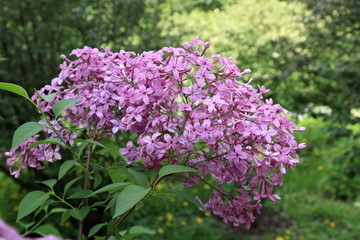 Obraz premium Beautiful blooming spring lilac on a beautiful blurry background