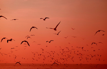 Silhouette of Uncountable Wild Seagulls Flying over the Sea in Vibrant Red Color Gradation 