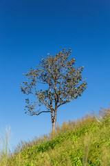  tree on mountain and blue sky