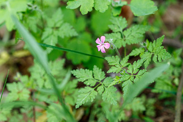 Beautiful spring flowering meadow of fresh flowers